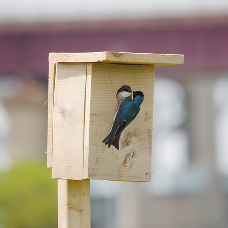 Tree Swallow, Randall's Island