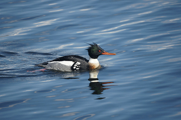 Red-Breasted Merganser drake, Central Park Reservoir