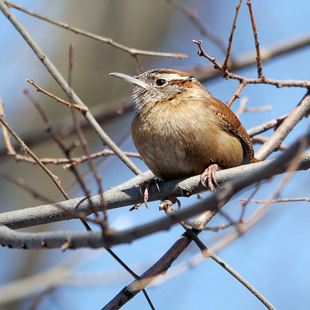 Carolina Wren, Central Park