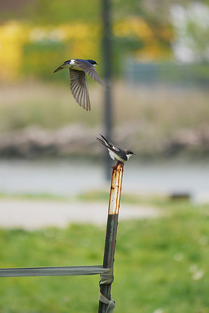 Tree Swallows mating, Randall's Island