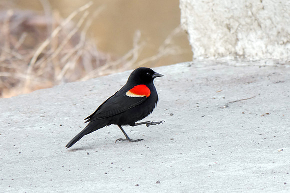 Red-Winged Blackbird, Van Cortlandt Park, Bronx NY