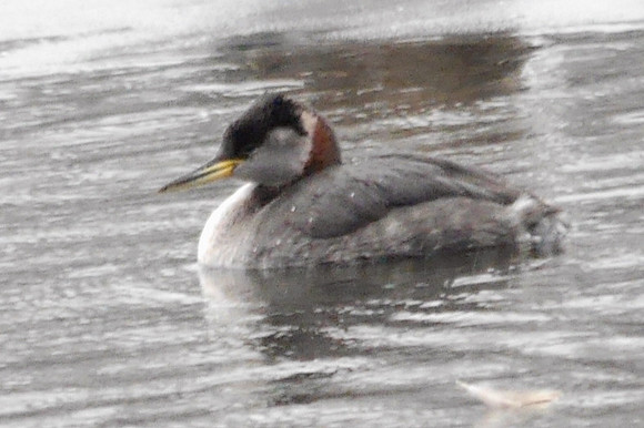 Red-Necked Grebe, Central Park Reservoir