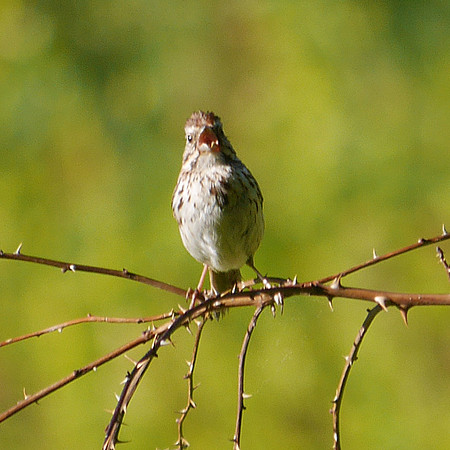 Song Sparrow singing, Prattsville NY