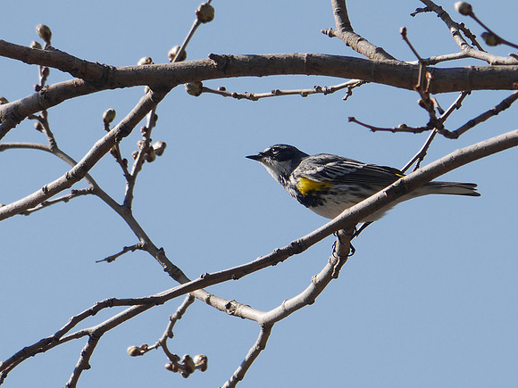 Yellow-Rumped Warbler, Central Park