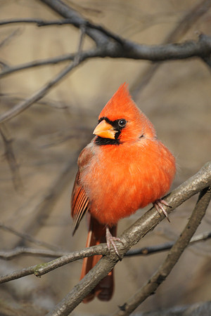 Cardinal, Central Park