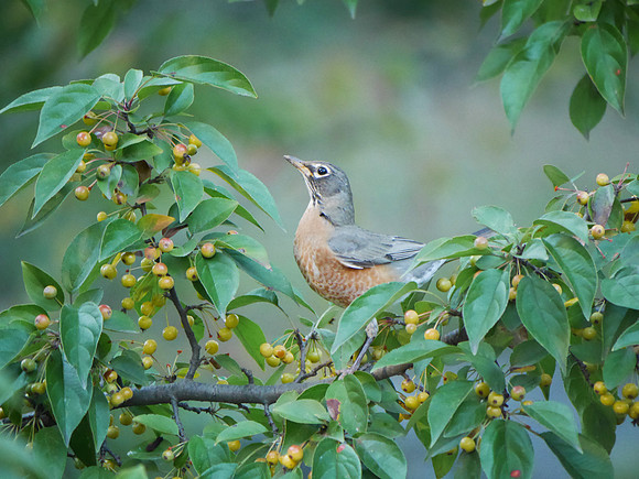 Robin among fruit, The Pond, Central Park