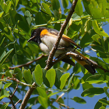 American Redstart, Prattsville NY