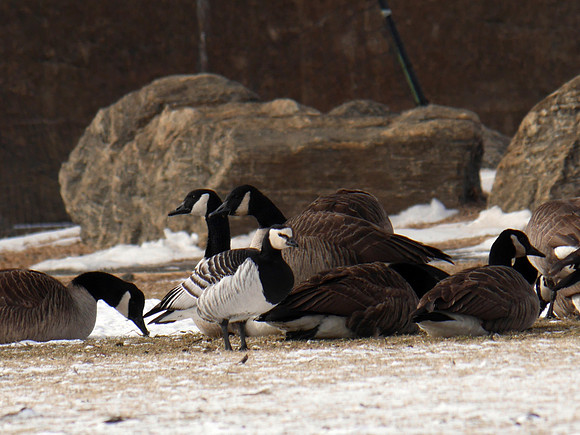 Barnacle Goose, Randall's Island