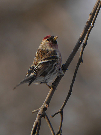 Common Redpoll, Central Park