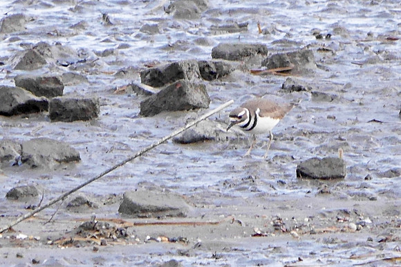 Killdeer, Randall's Island