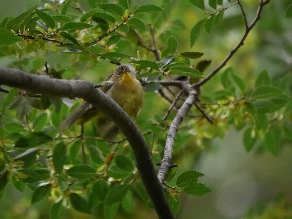 Common Yellowthroat, Madison Square Park