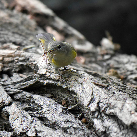 Redstart's lunch