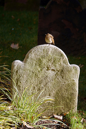 Hermit Thrush, Trinity Church