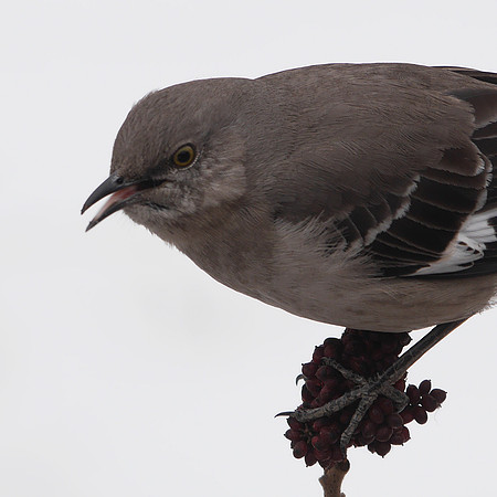 Northern Mockingbird, Randall's Island