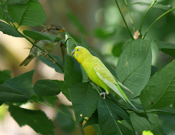 Budgie and House Sparrow, Central Park