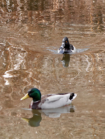Ring-Necked and Mallard ducks, Upper Lobe of Central Park Lake