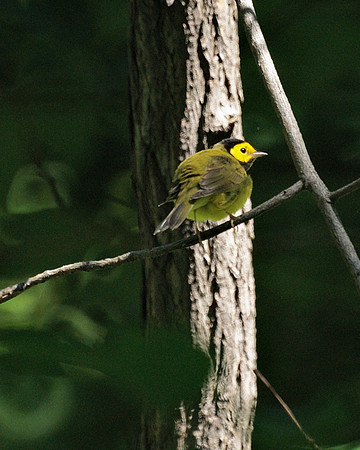 Hooded Warbler, Central Park