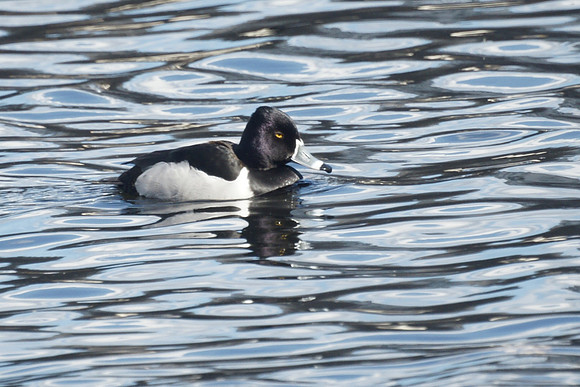 Ring-Necked Duck, Central Park Reservoir