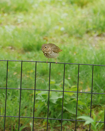 Swainson's Thrush, Central Park