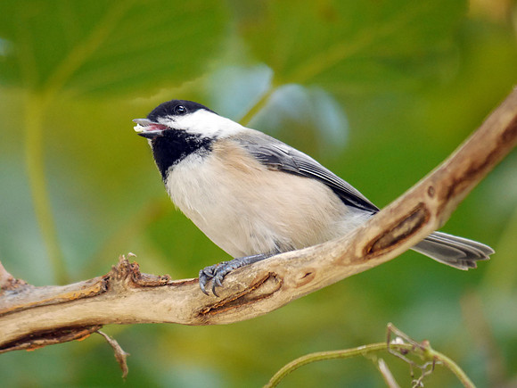Black-Capped Chickadee, Randall's Island
