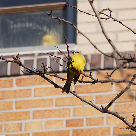 Couch's Kingbird, Abingdon Square