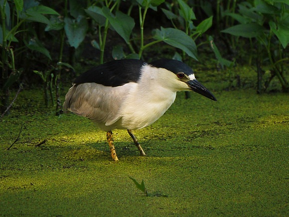 Black-Crowned Night Heron, Turtle Pond, Central Park