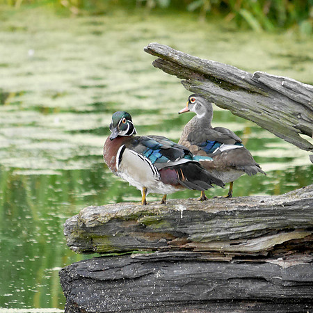 Wood Ducks, Turtle Pond