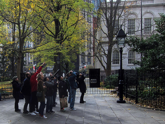 Birderazzi, City Hall Park