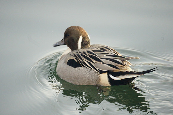 Northern Pintail, Central Park Reservoir