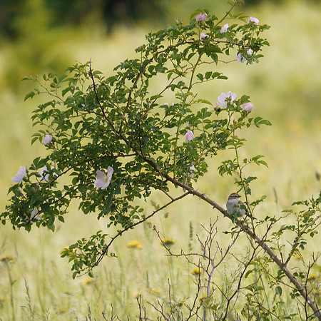 Chipping Sparrow, Prattsville NY