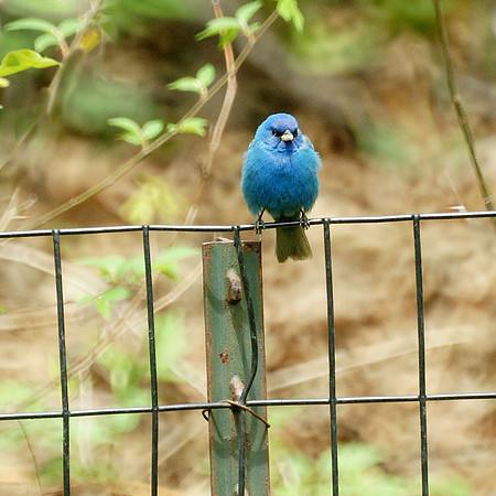 Indigo Bunting, Central Park