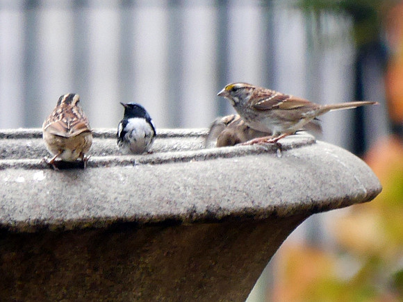 Black-Throated Blue Warbler, City Hall Park