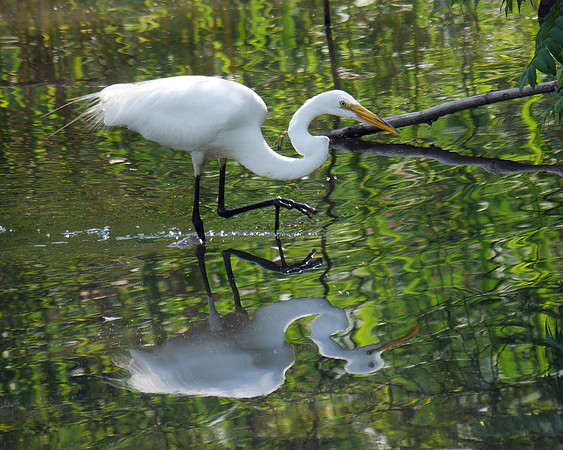 Great Egret, The Pond, Central Park
