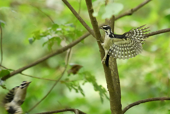 Downy Woodpeckers, Middlesex Fells (Massachusetts)