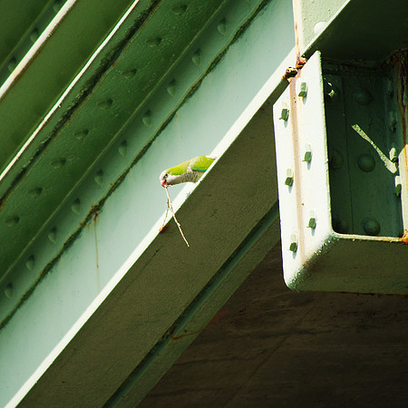 Monk Parakeet, Henry Hudson Parkway