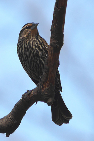 Red-Winged Blackbird, Central Park