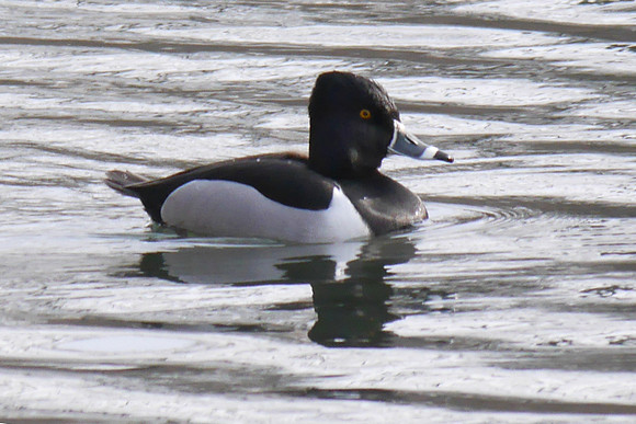 Ring-Necked Duck, Van Cortlandt Park, Bronx NY
