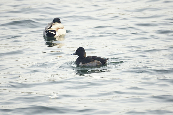 Ring-Necked Duck, Central Park Reservoir