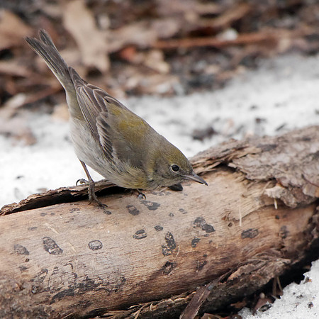 Pine Warbler, Central Park, late winter