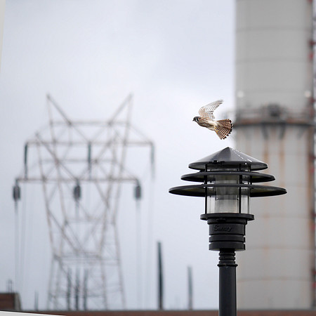 American Kestrel taking off