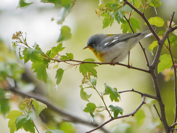 Northern Parula, Madison Square Park