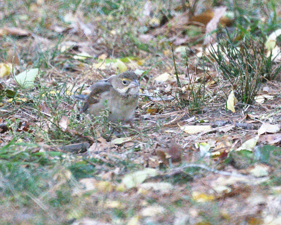 Dickcissel, Central Park