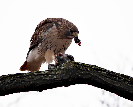 Red-Tailed Hawk eating a pigeon, Central Park