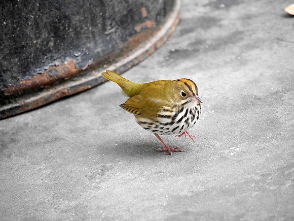 Ovenbird,  City Hall Park