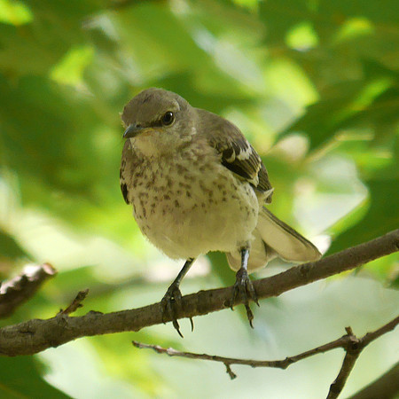 Young Mockingbird, Central Park