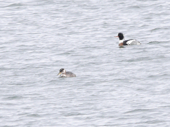 Red-Necked Grebe, East River off Randall's Island