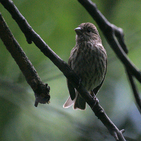 House Finch, Central Park