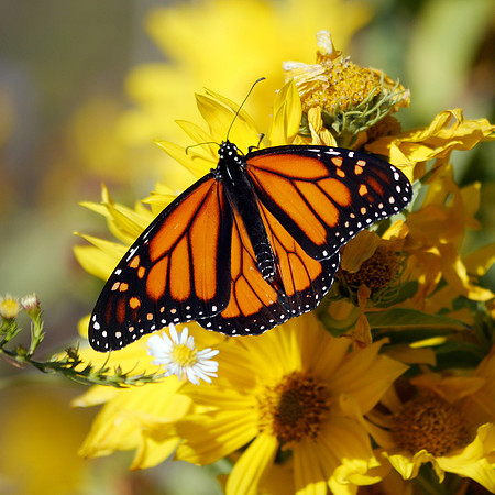 Monarch Butterfly, Randall's Island
