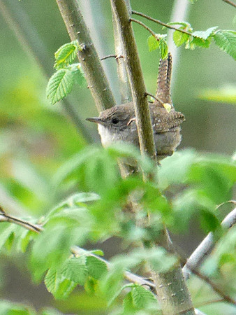 Winter Wren, Central Park