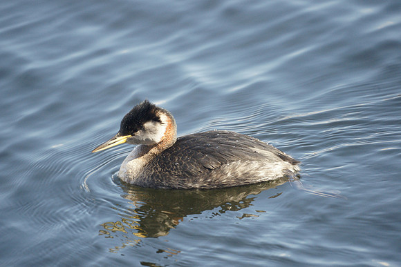 Red-Necked Grebe, Central Park Reservoir